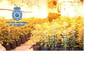 Detenidos en Andalucía 39 miembros de una trama de tráfico internacional de marihuana