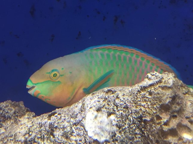 Pez loro, especie de Lábrido