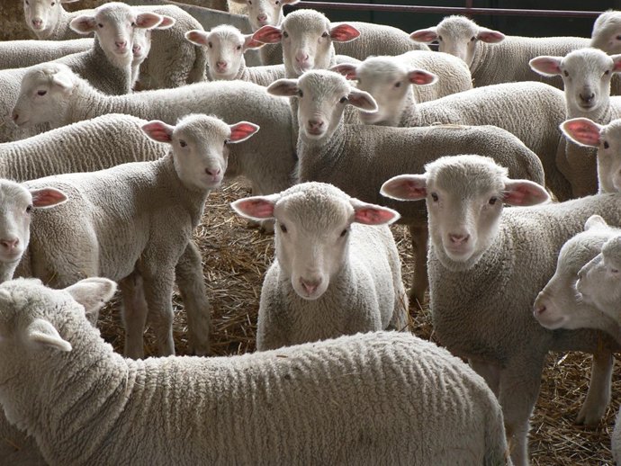 Ovejas