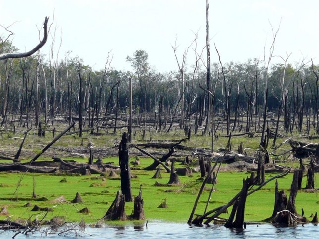 Llanura inundable arrasada por el fuego