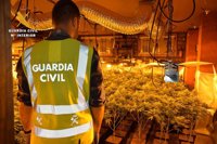 Desmantelado un laboratorio de marihuana con 252 plantas en Alberche del Caudillo