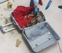 Hallan en maletas de equipaje 400 kilos de pescado no apto para consumo humano en el ferry a Canarias