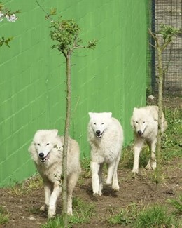 Lobas Blancas en el Zoo de Santillana del Mar 