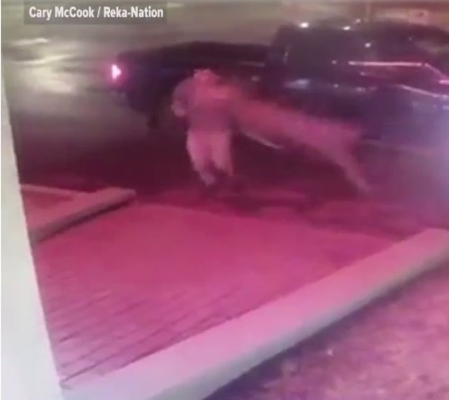 Un ciervo arrolla a un joven en el parking de un hotel de la Columbia Británica