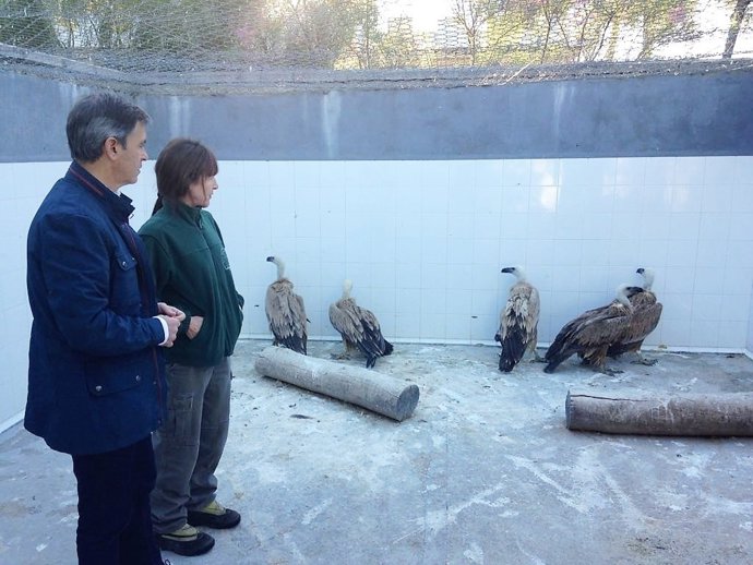 La Junta cede cinco buitres leonados a un zoo francés para cría y reproducción
