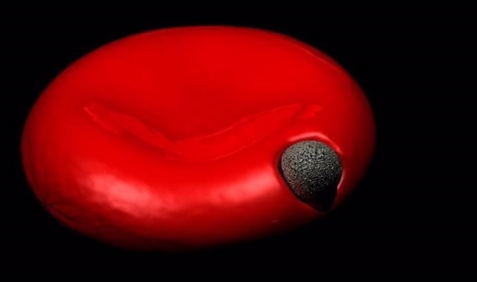 Un parásito de la malaria entrar en un glóbulo rojo
