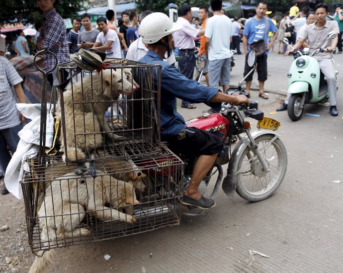 Un vendedor de perros en China