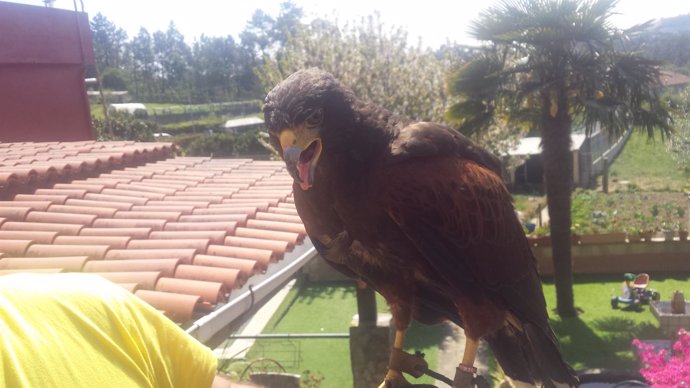 Águila capturada en Vigo