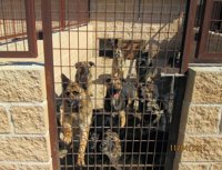 Rescatados en San Sebastián de los Reyes 57 perros de un recinto que no cumplía la normativa