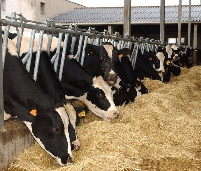 Vaca 