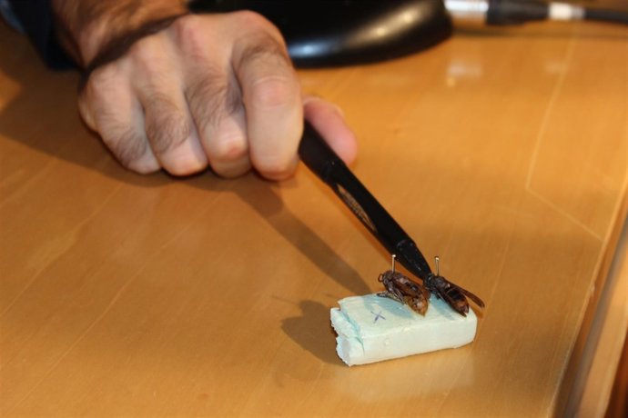 Ejemplar de avispa asiática --'Vespa vetulina'--, similar a la avispa común