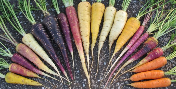 Banco de Germoplasma CITA