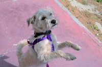 L'Hospitalet de Llobregat interpone 149 denuncias a propietarios de perros por infracciones