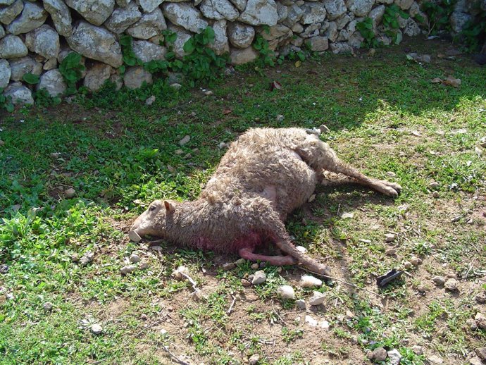 Oveja atacada por un perro en una explotación ganadera de Mallorca