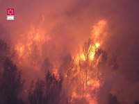 Compromís propone un plan de ganadería extensiva para prevenir los incendios forestales