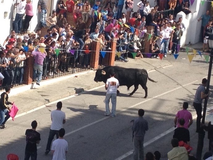 Encierro Del Toro Embolao En Vejer De La Frontera (Cádiz)