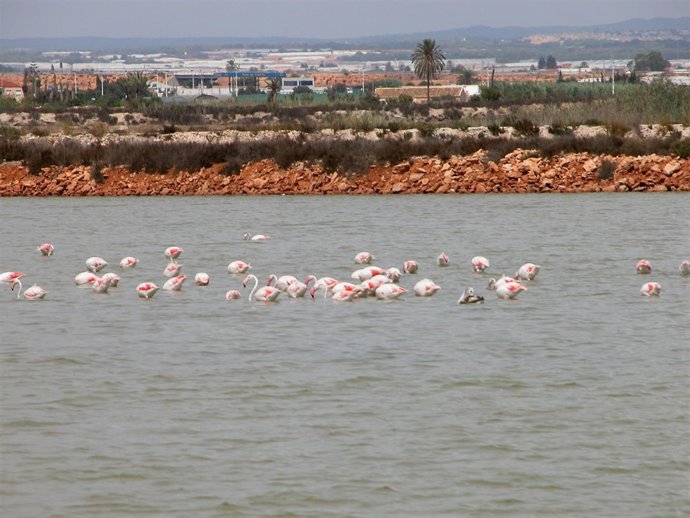 Flamencos en las Salinas de San Pedro