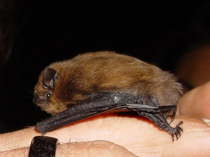 Murciélago común (Pipistrellus pipistrellus)