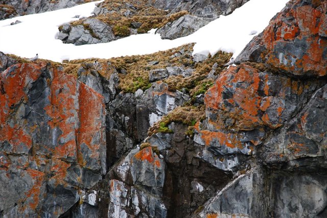 Deschampsia antarctica, en la Antártida.