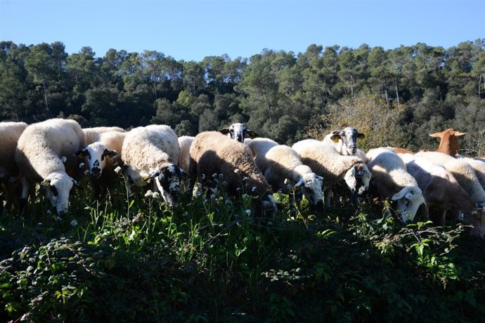 El rebaño de ovejas y cabras que realizó gestión forestal en Collserola