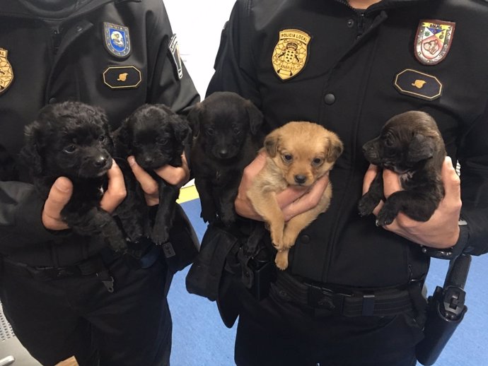 Cachorros recuperados por la Policía Local