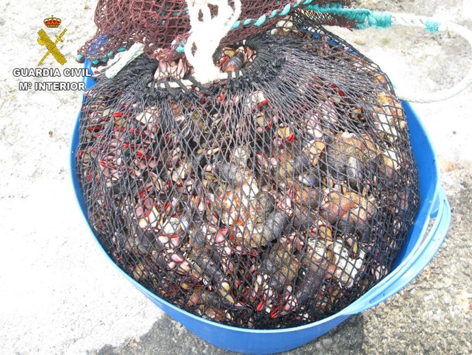 La Guardia Civil interviene 33 kilos de percebe en Arteixo