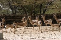 El Gobierno está satisfecho con el grado de cumplimiento de la normativa por parte de los zoológicos españoles