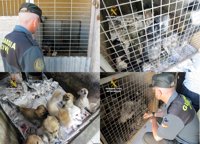 El Gobierno cree que no debe intervenir en competencias autonómicas y locales sobre abandono de mascotas