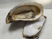 Un estudio destaca la utilidad de las ostras para estudiar la concentración de plata de los estuarios