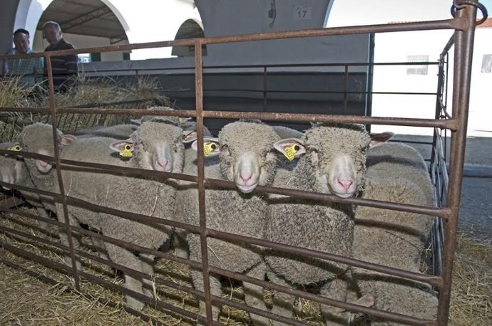 Ovejas merino precoz que adjudicará la Diputación de Cáceres