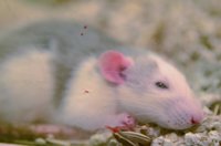 La contaminación puede causar inflamación en los tejidos nasales