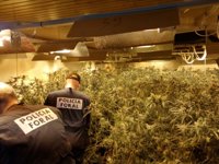 La Policía Foral interviene 2.256 plantas de marihuana en Orkoien