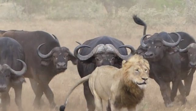 Un león huye de una manada de búfalos que se le enfrentó cuando cazaba