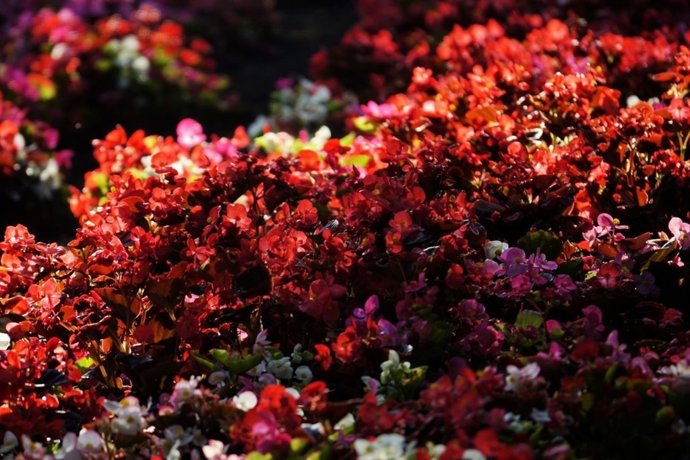 Imagen de uno de los parques con esculturas florales y jardines verticales