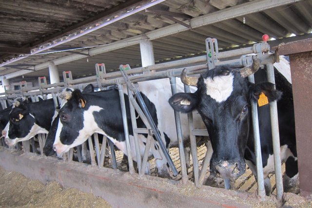 Vacas en una explotación agraria