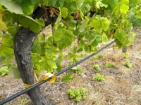 AVA-Asaja cifra en 11 millones las pérdidas en viñedos y almendros de Utiel-Requena por el pedrisco