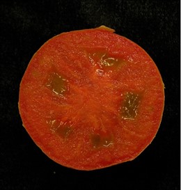 El estudio ha sido publicado en la revista New Phytologist            