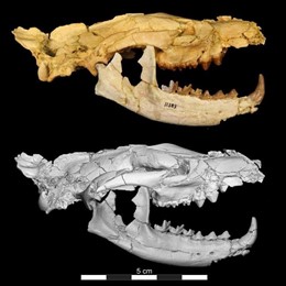  Cráneo De Hyaenodonte