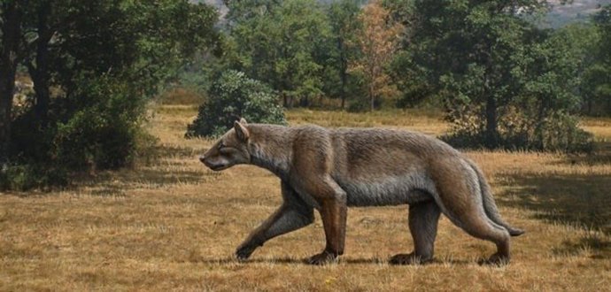 'Magericyon Anceps', Especie De Los Anficiónidos, Del Mioceno