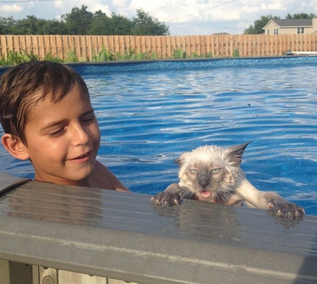 Gato en la piscina