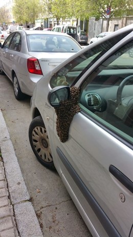 Panal de abejas en plena calle.