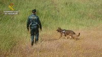 Un perro de la Guardia Civil localiza a un desaparecido desde el martes en Alcalá del Río