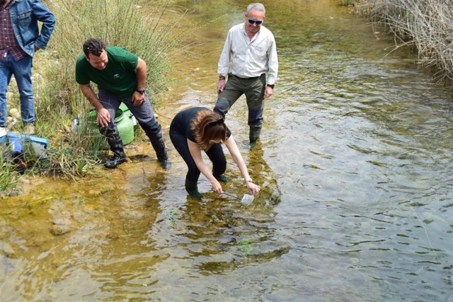 Liberación de trucha común en el río Cacín