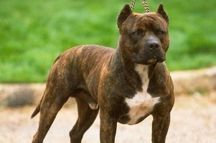 Pitbull