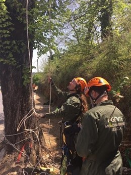 Agentes recuperan el olmo blanco de la Sierra de Huelva.