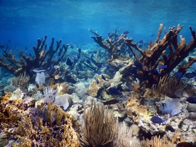 videos de citas arrecifes coralinos