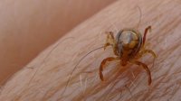 Revisa tu cuerpo tras ir al campo: las picaduras de garrapatas no suelen doler