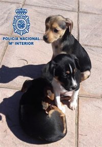 Detenido por arrojar a tres cachorros dentro de una bolsa por un terraplén