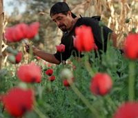 EEUU ofrece a México financiar su lucha contra los cultivos ilegales de amapola