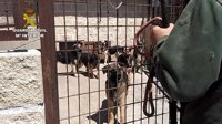 Guardia Civil interviene una instalación con 59 perros en pésimas condiciones en San Sebastián de los Reyes